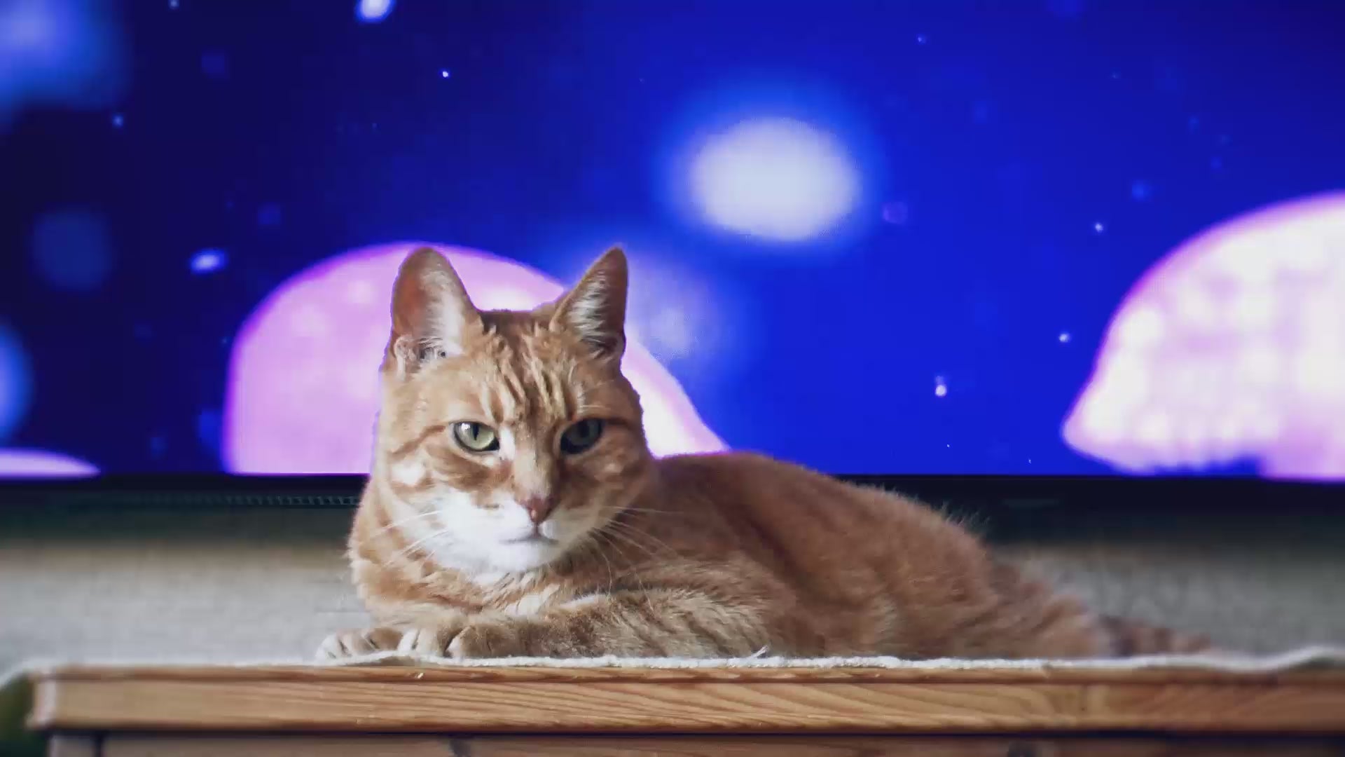 Video laden: Schauen Sie sich an, wie es funktioniert 🐾